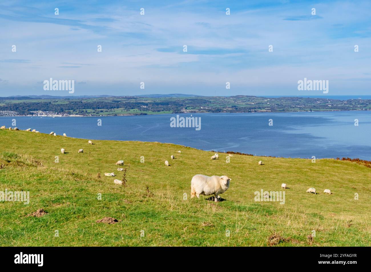 Galles du Sud variété de moutons des montagnes galloises pâtissant par North Wales Path sur la côte de Snowdonia avec vue sur l'île d'Anglesey à travers le détroit de Menai. Banque D'Images