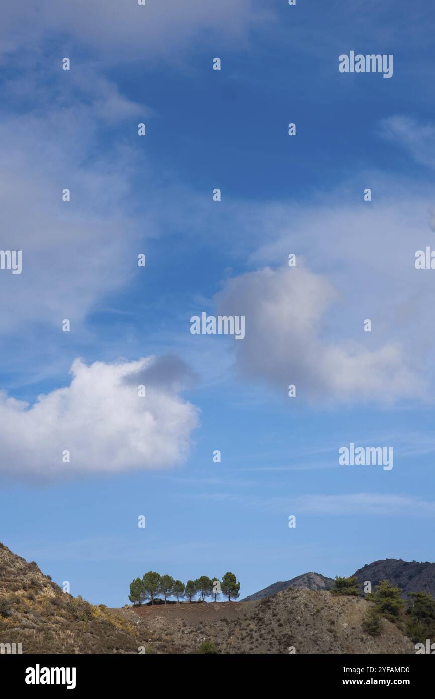 Pins au bord de la falaise contre un ciel nuageux bleu dans la journée Banque D'Images