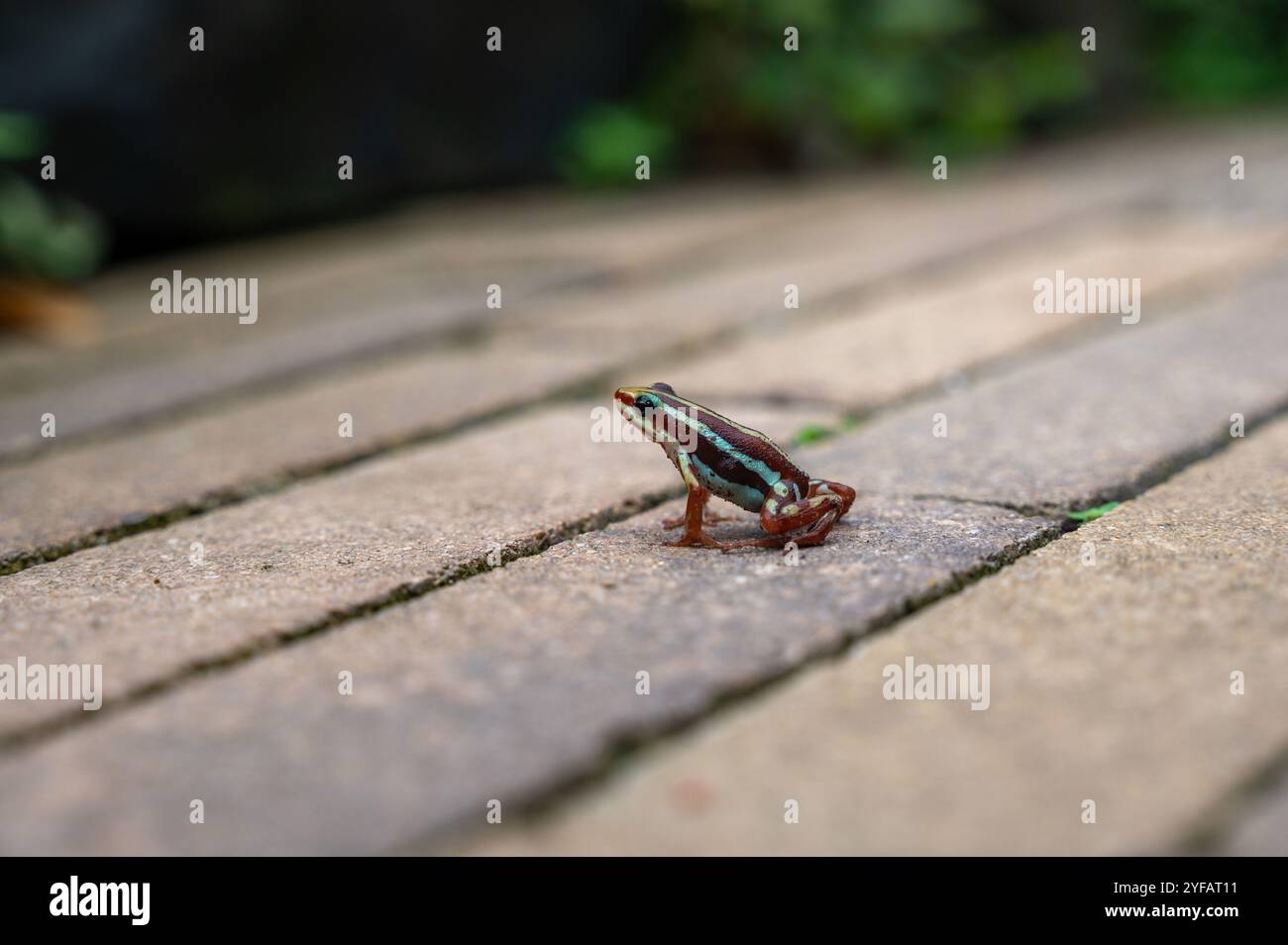 La grenouille à fléchettes empoisonnée d'Anthony (Epipedobates anthonyi) est assise sur les pavés d'un trottoir Banque D'Images