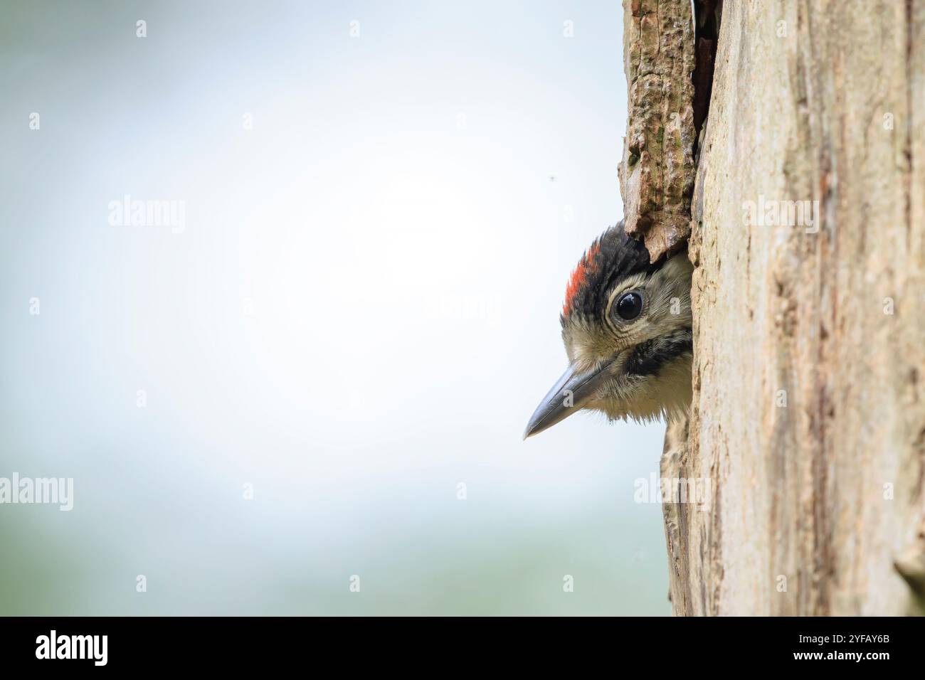 Gros plan d'un oiseau juvénile grand pic tacheté, Dendrocopos major, dans un trou de nid d'arbre dans une forêt Banque D'Images