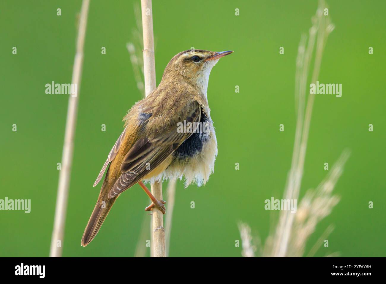 Libre de phragmite des joncs Acrocephalus schoenobaenus, oiseaux, chantant pour attirer une femelle pendant la saison de reproduction au printemps Banque D'Images