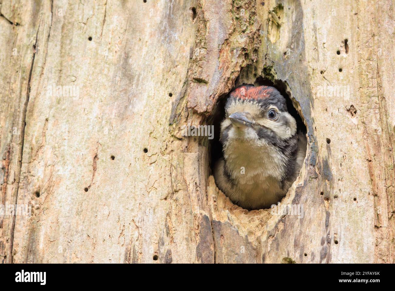 Gros plan d'un oiseau juvénile grand pic tacheté, Dendrocopos major, dans un trou de nid d'arbre dans une forêt Banque D'Images