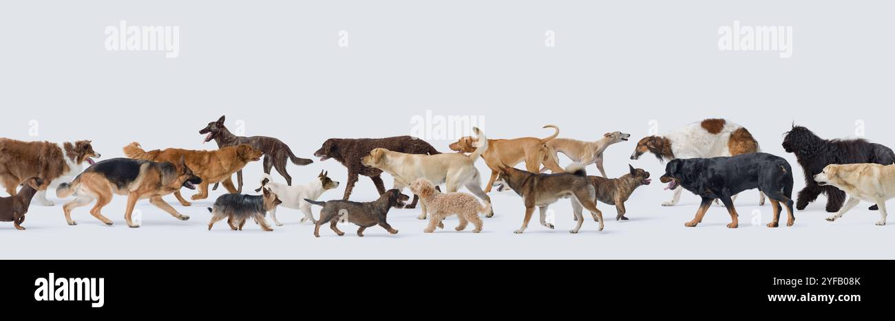 Foule de différents chiens marchant, vue de profil, bannière avec espace de copie Banque D'Images