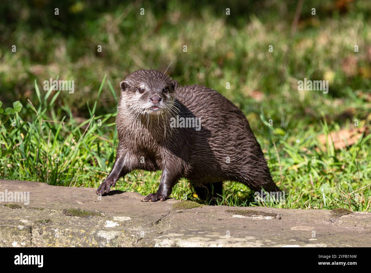Loutre orientale à petites griffes, Aonyx cinereus, sur fond d'herbe verte. Mammifère semi-aquatique, indigène de l'Asie du Sud et du Sud-est, et des sm Banque D'Images