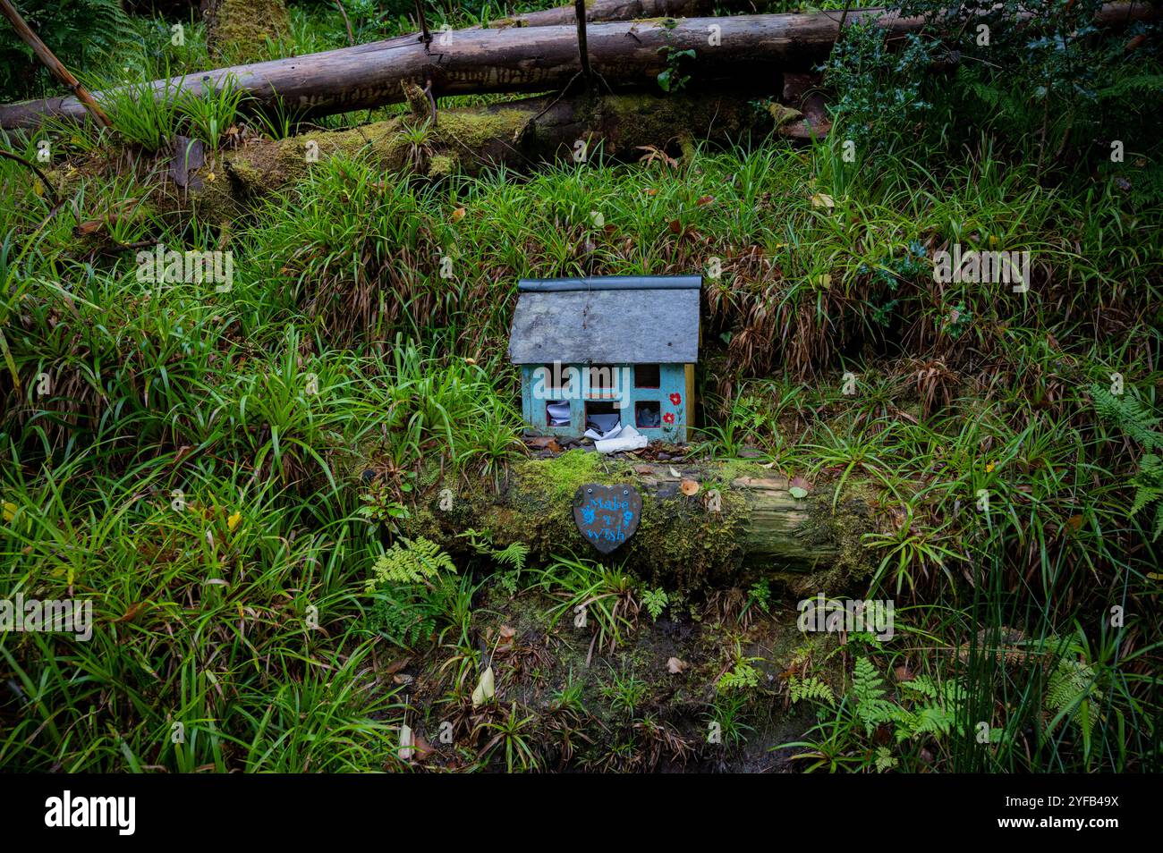 Petite maison dans la forêt irlandaise Banque D'Images