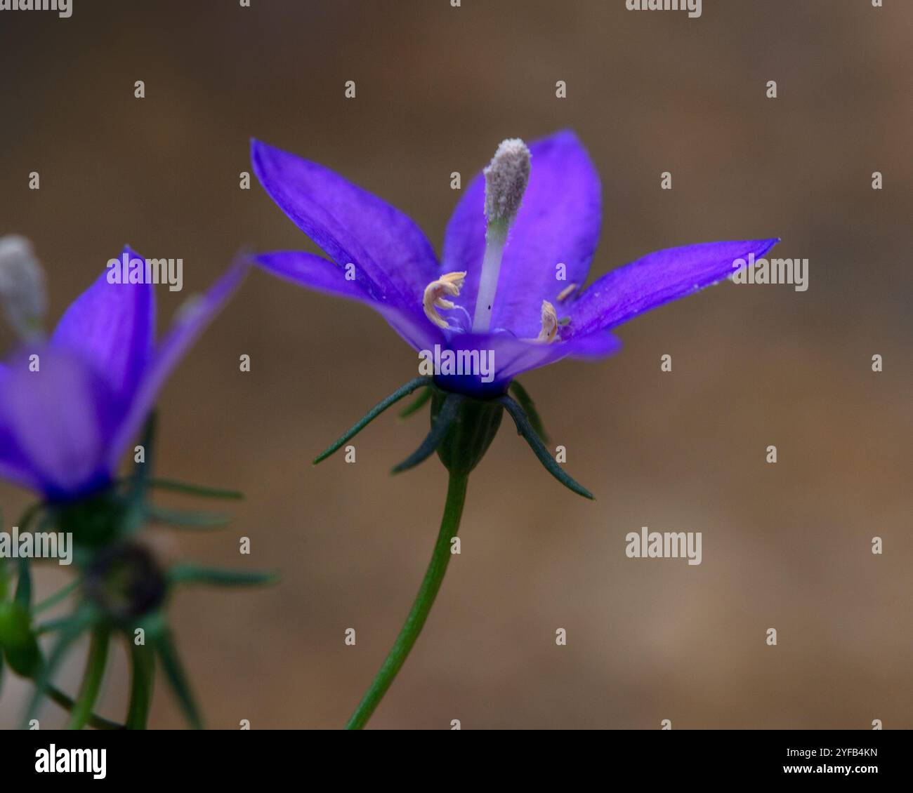 Gros plan des fleurs de Campanula arvatica dans un jardin en automne Banque D'Images