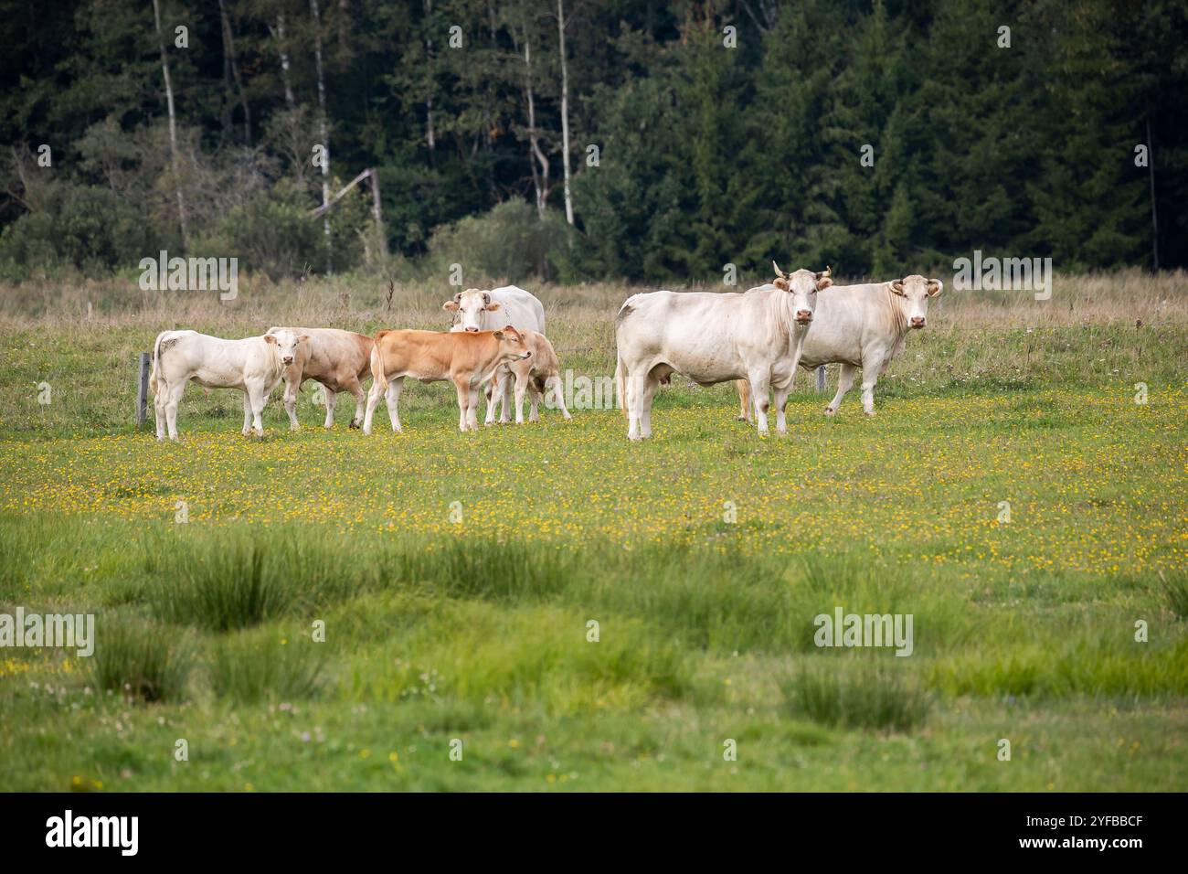 Un groupe de vaches blanches et marron clair debout et pâturant dans un pré coloré et fleuri. Banque D'Images