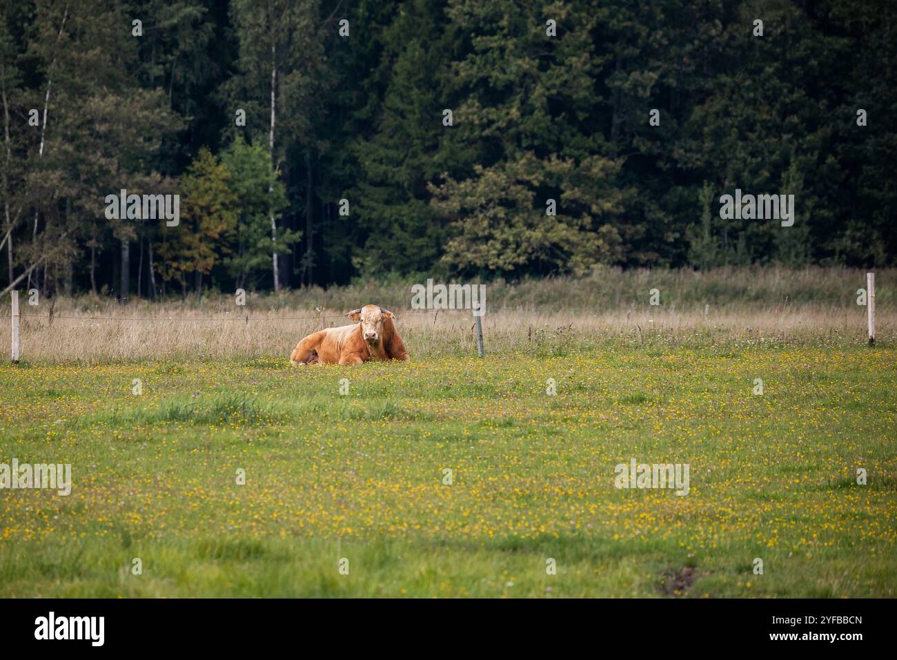 Vache brun clair se reposant seule au milieu d'un champ vert moucheté de fleurs avec une forêt lointaine. Banque D'Images