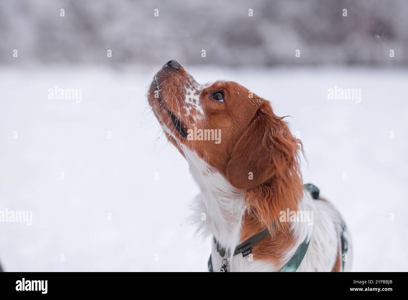 Un chien de spaniel dans une forêt hivernale. un grand portrait d'un chien gingembre. grandes oreilles. neige sur le visage d'un animal de compagnie Banque D'Images