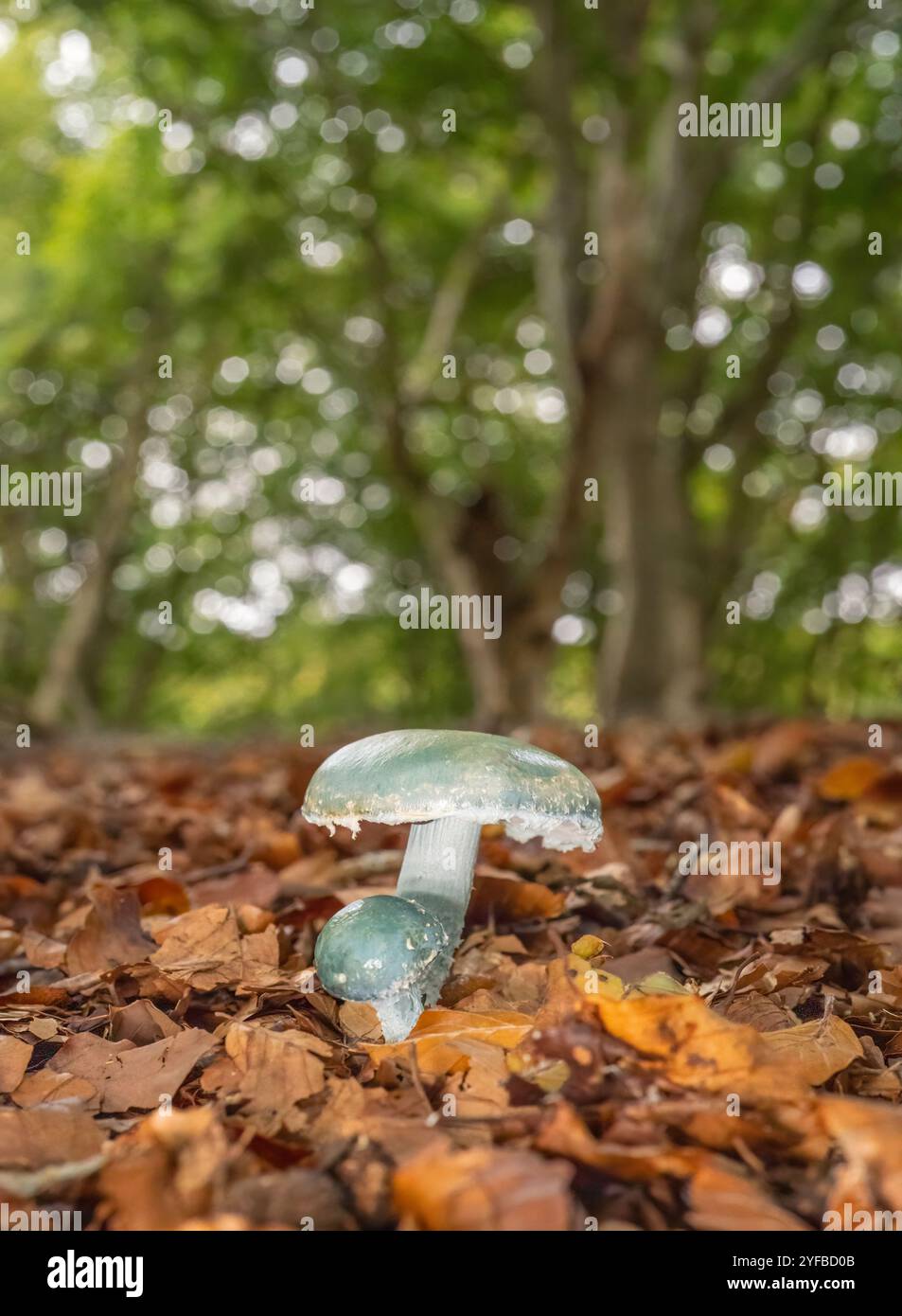 Tête ronde bleue, Stropharia caerulea, début d'automne dans une forêt de l'oxfordshire. Banque D'Images