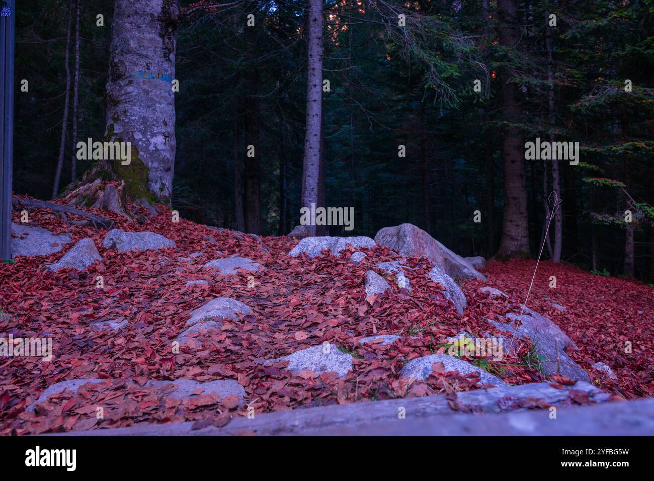Pinzolo, une charmante ville du Trentin, offre des paysages alpins, des sports d'hiver et un accès au parc naturel Adamello Brenta. Banque D'Images