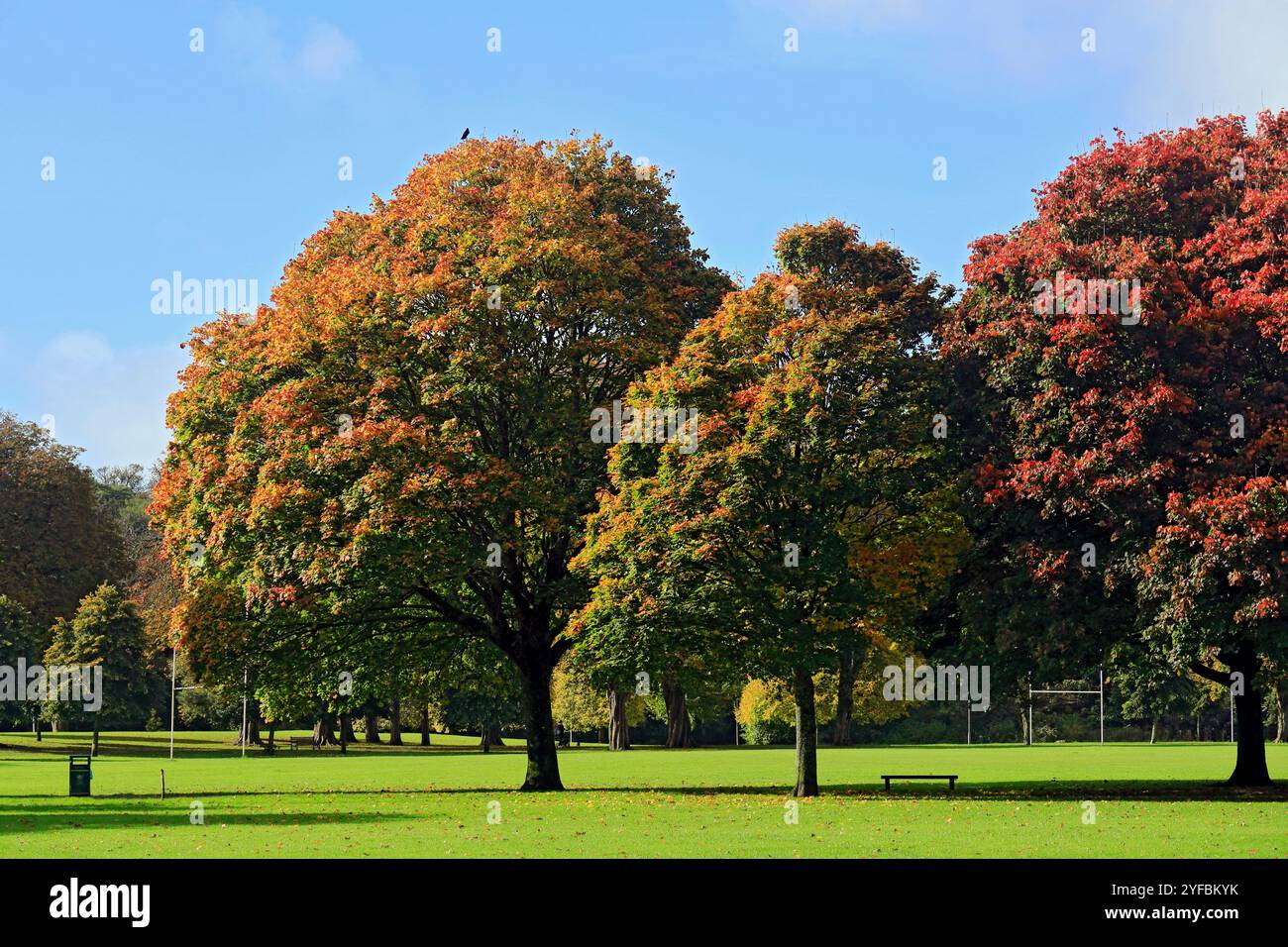 Couleurs d'automne, champs de Llandaff, Cardiff, pays de Galles du Sud, Royaume-Uni. Banque D'Images