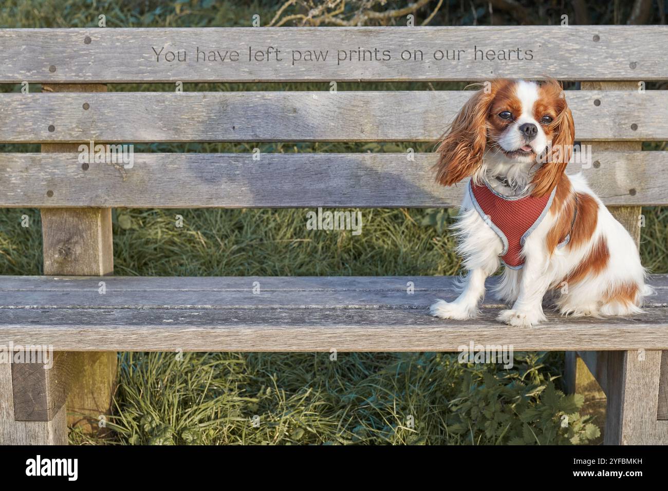 Blenheim King Charles Cavalier Spaniel sur un banc. Banque D'Images