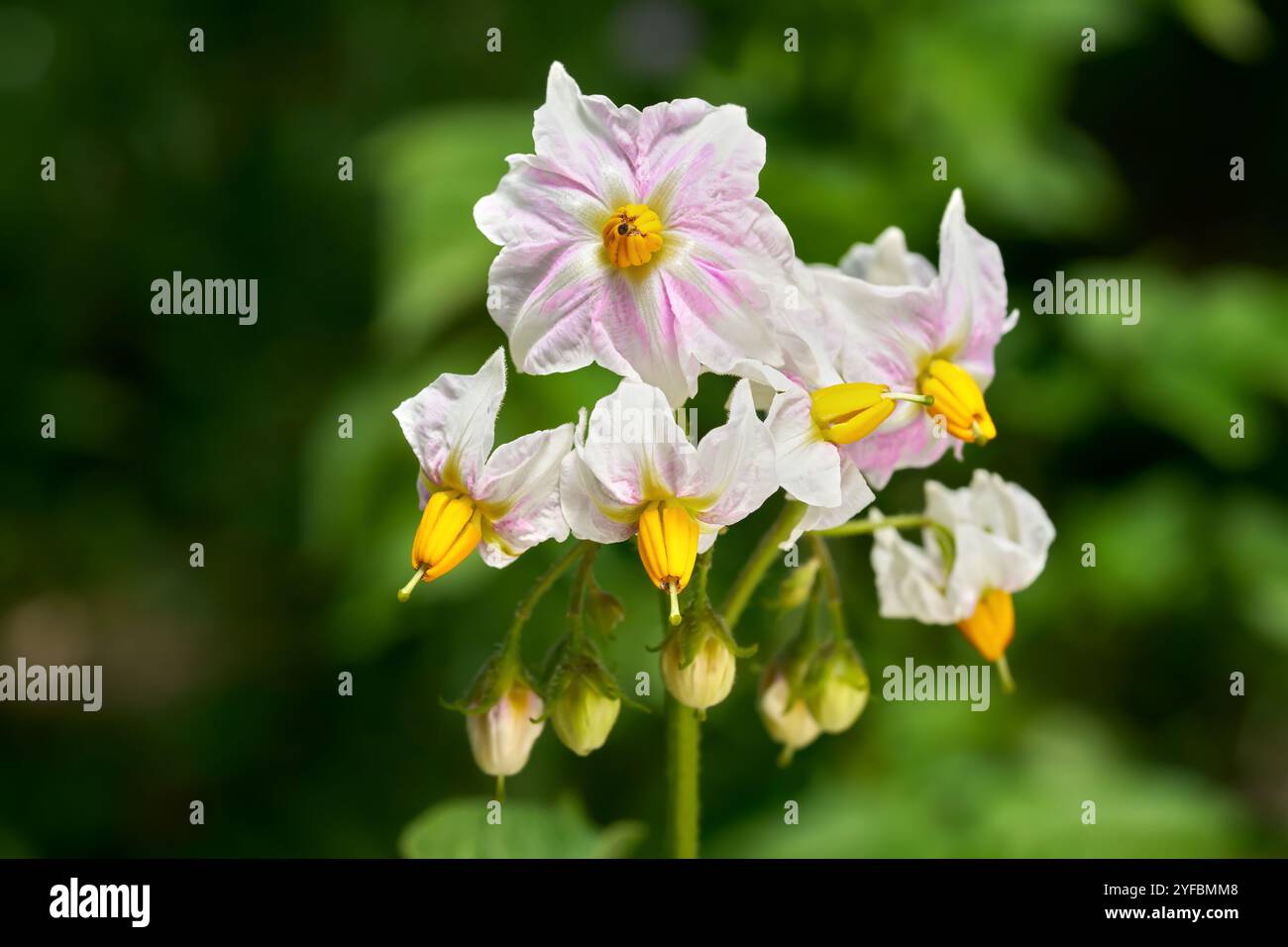 Fleurs roses blanches d'une pomme de terre (Solanum tuberosum) en gros plan Banque D'Images