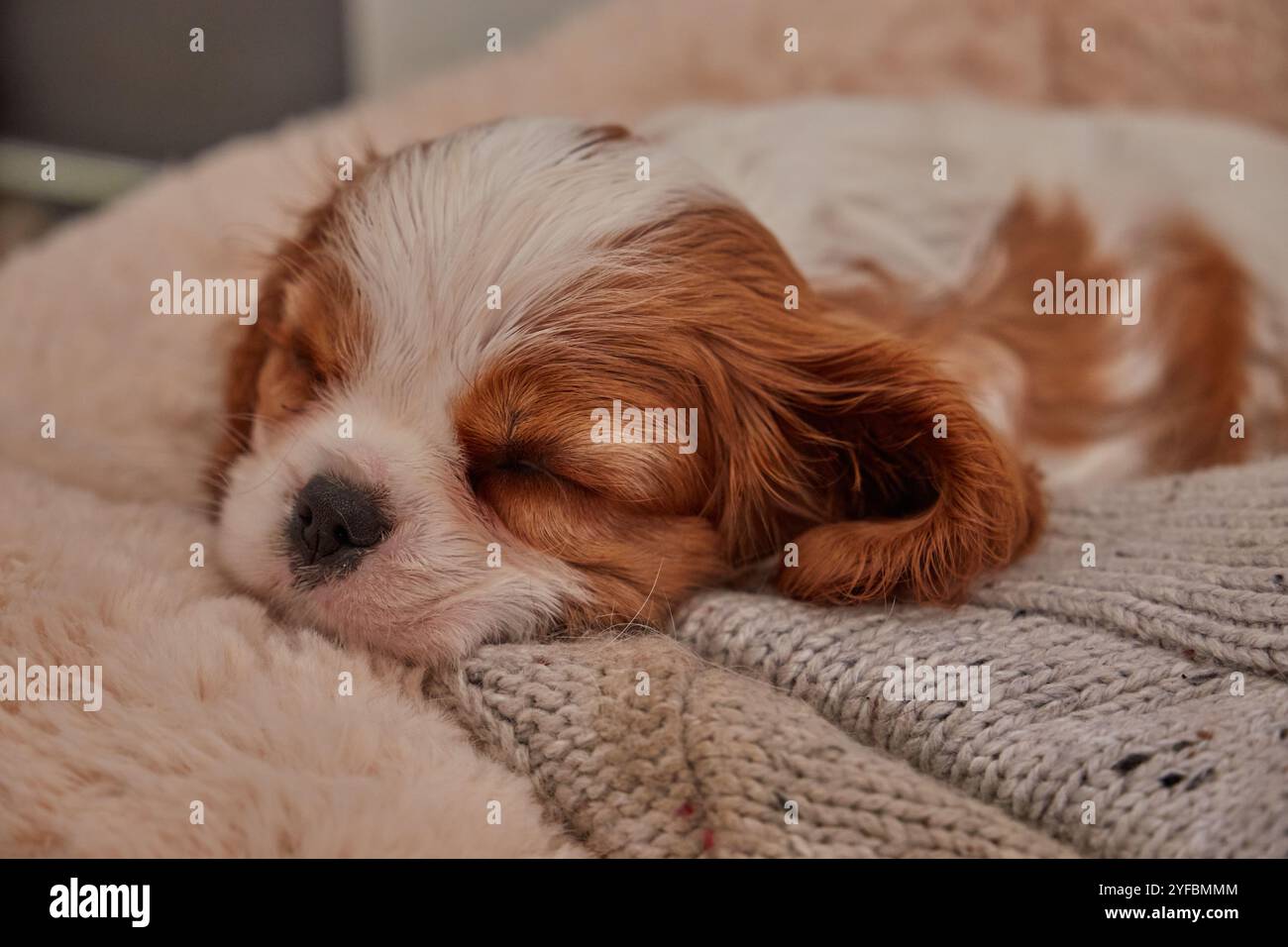 Blenheim King Charles Cavalier Puppy dormant sur une couverture. Banque D'Images