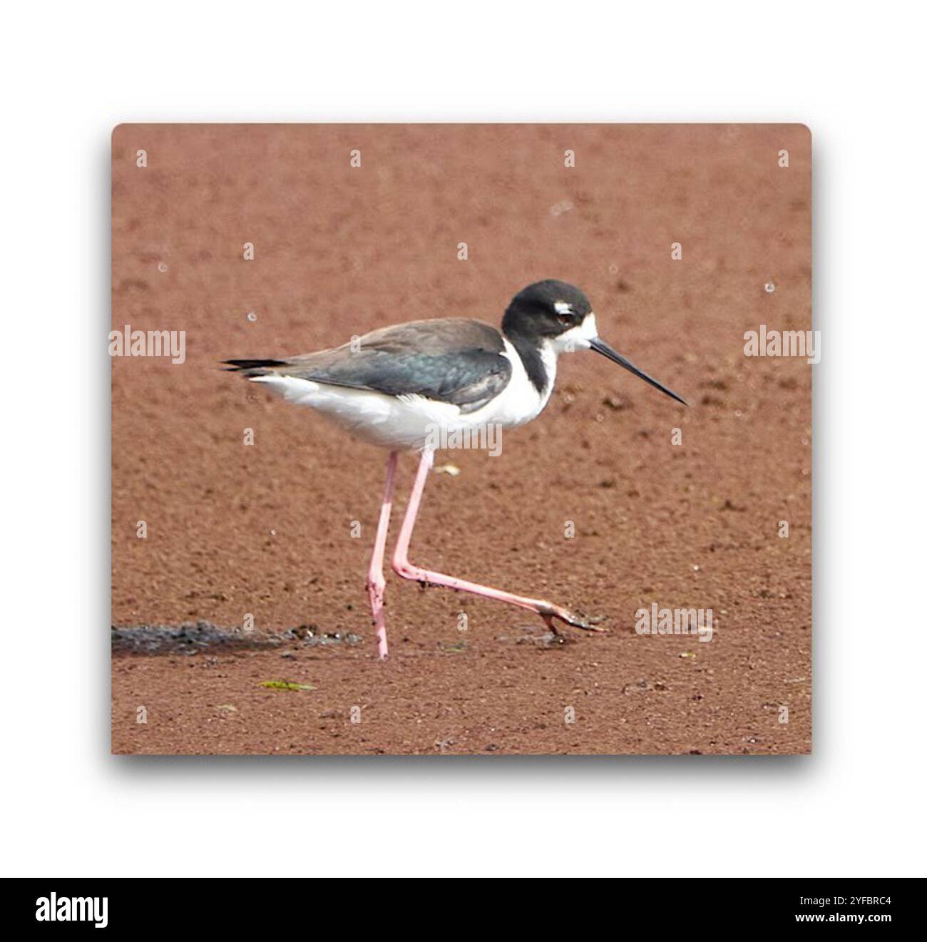 Pilotis hawaïens (Himantopus mexicanus knudseni) Banque D'Images