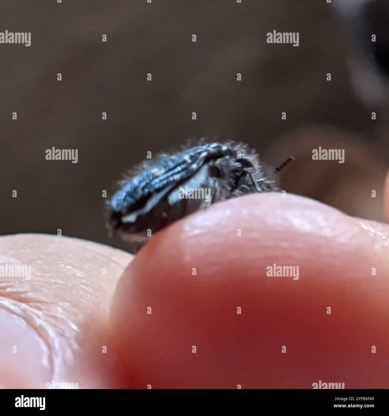 (Acmaeodera ornatoides) Banque D'Images