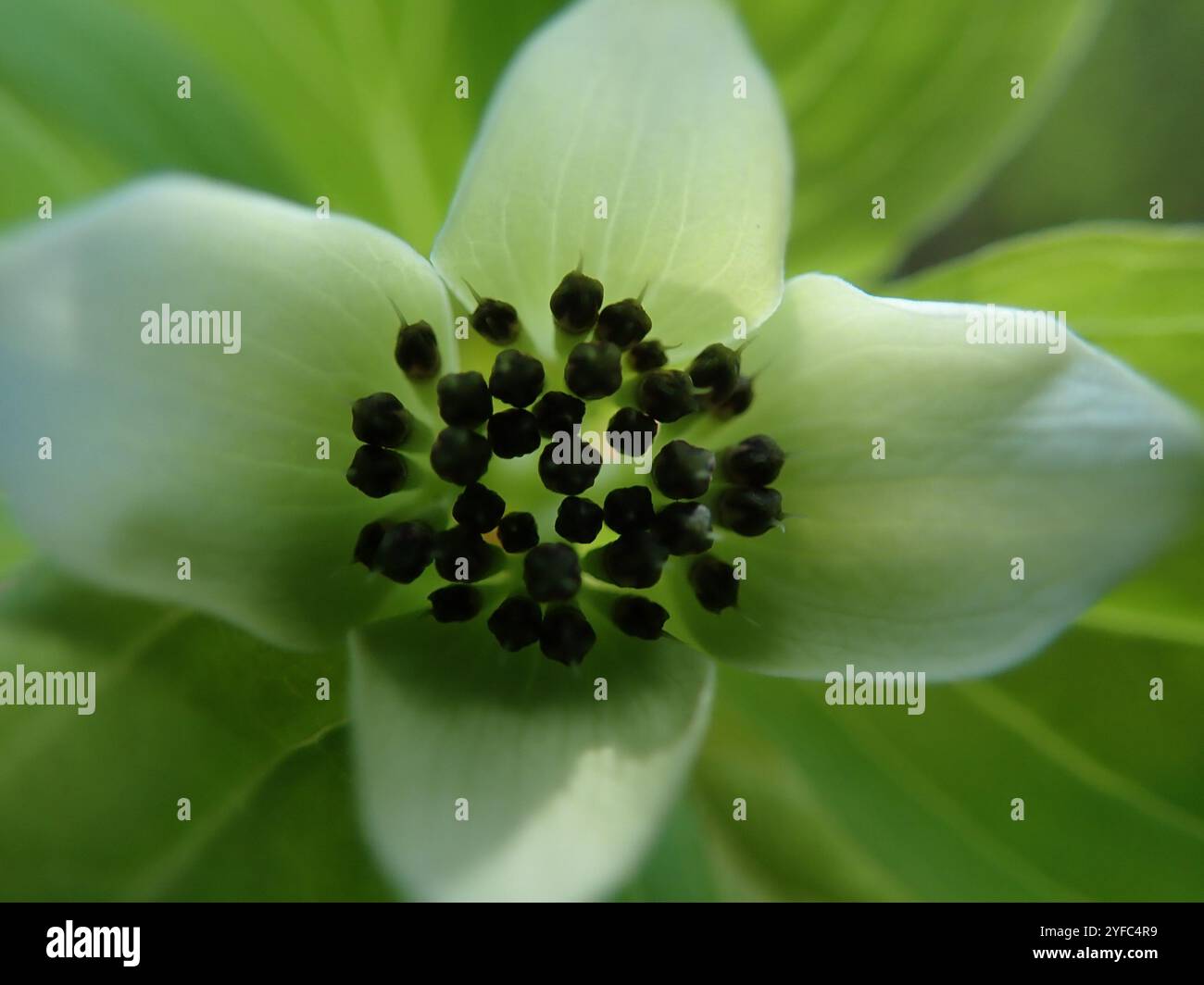 Bunchberry de l'Ouest (Cornus unalaschkensis) Banque D'Images