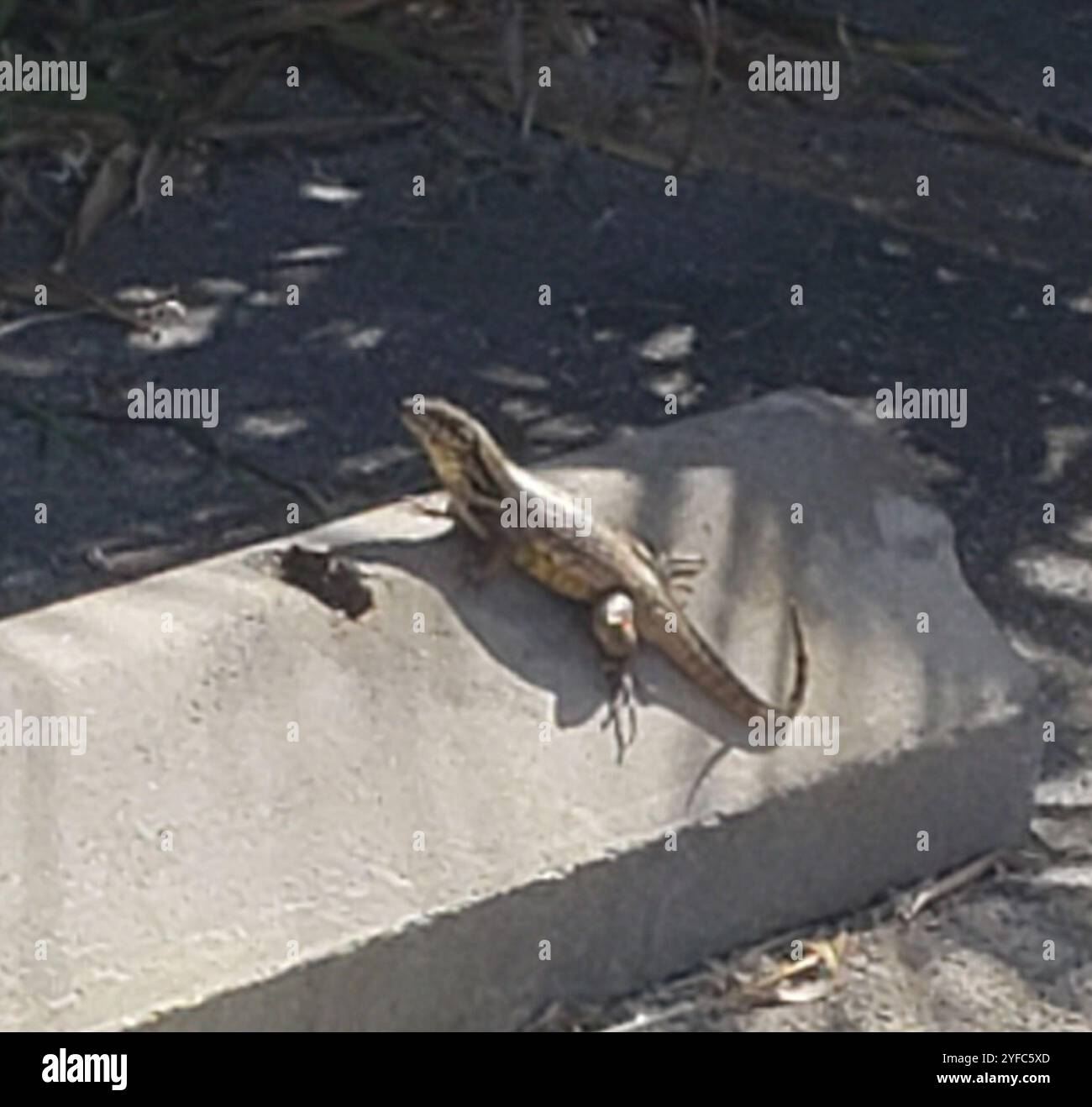 Le Lézard Curly nord (Leiocephalus carinatus) Banque D'Images