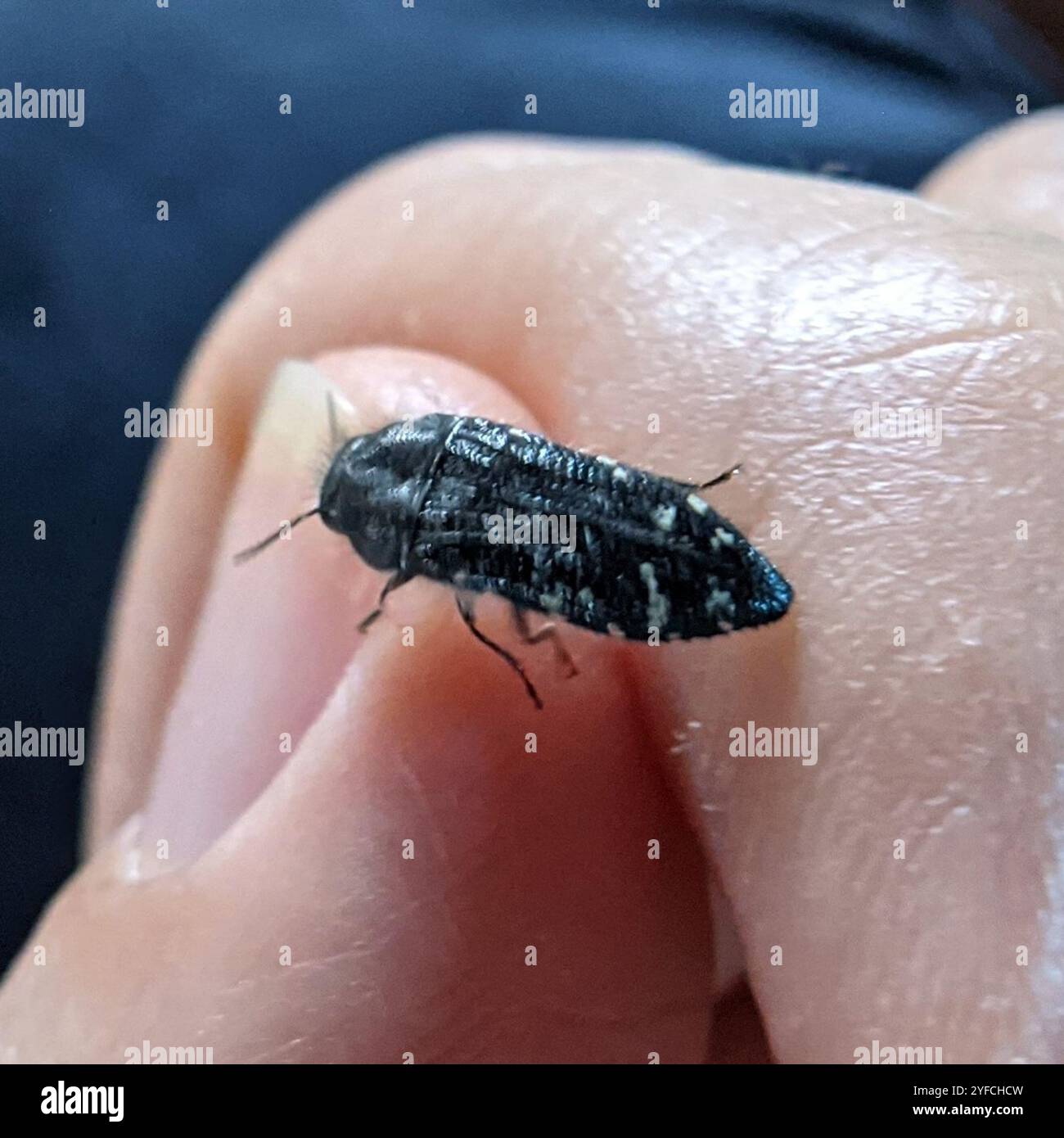 (Acmaeodera ornatoides) Banque D'Images