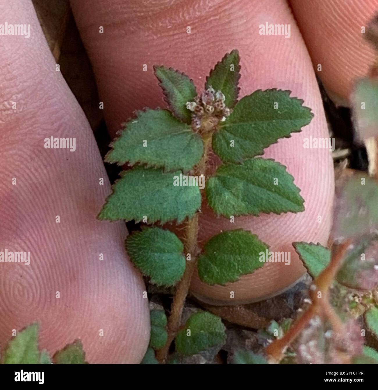 Tapis de sable Florida Hammock (Euphorbia ophthalmica) Banque D'Images