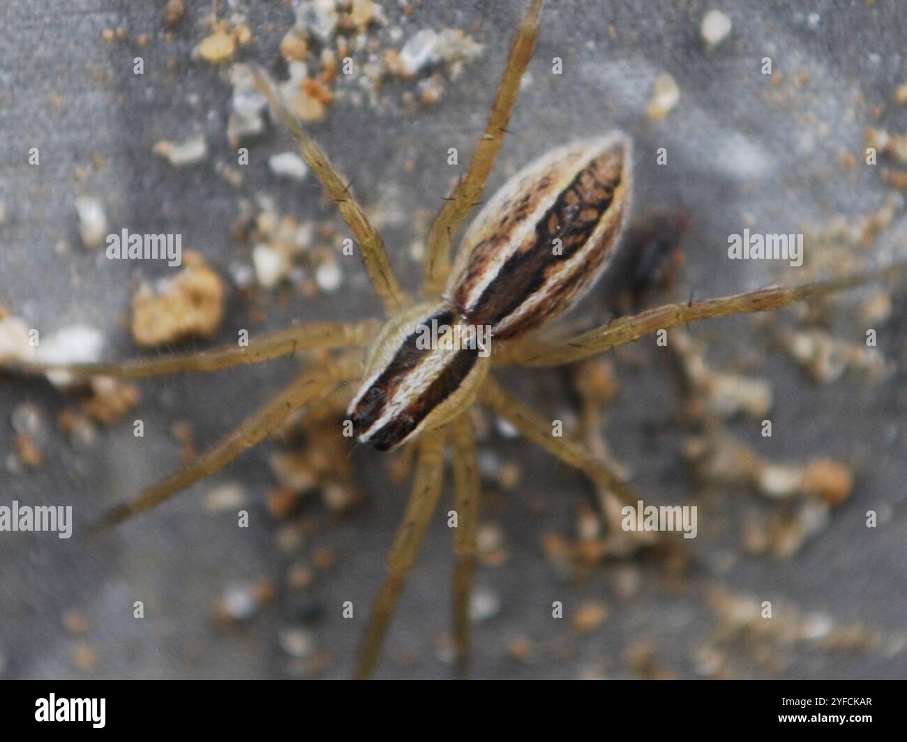 Araignée loup enragée (Rabidosa rabida) Banque D'Images