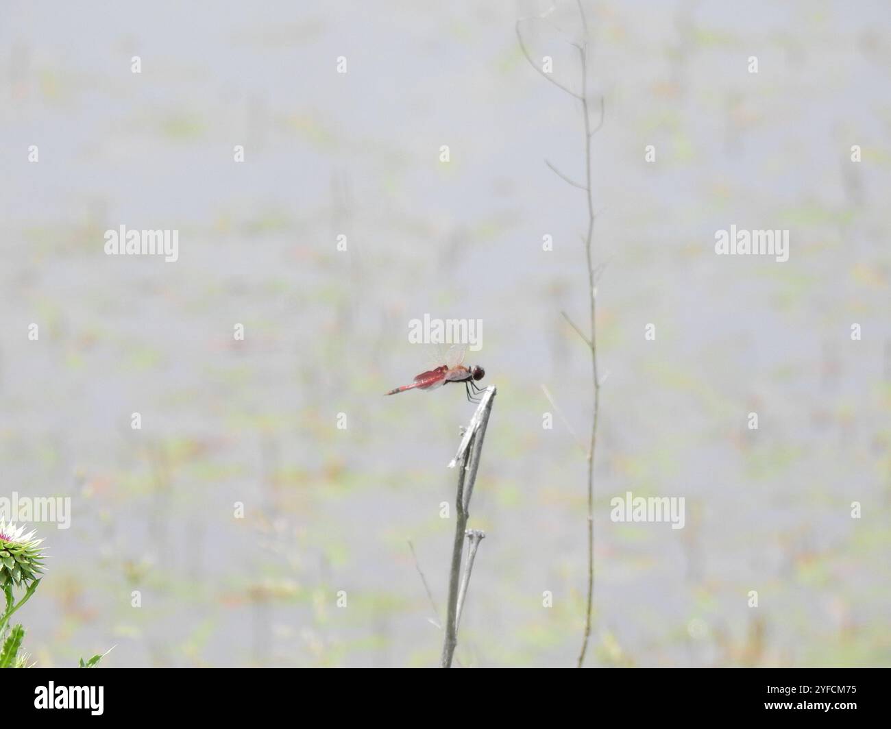 Carolina Saddlebags (Tramea carolina) Banque D'Images