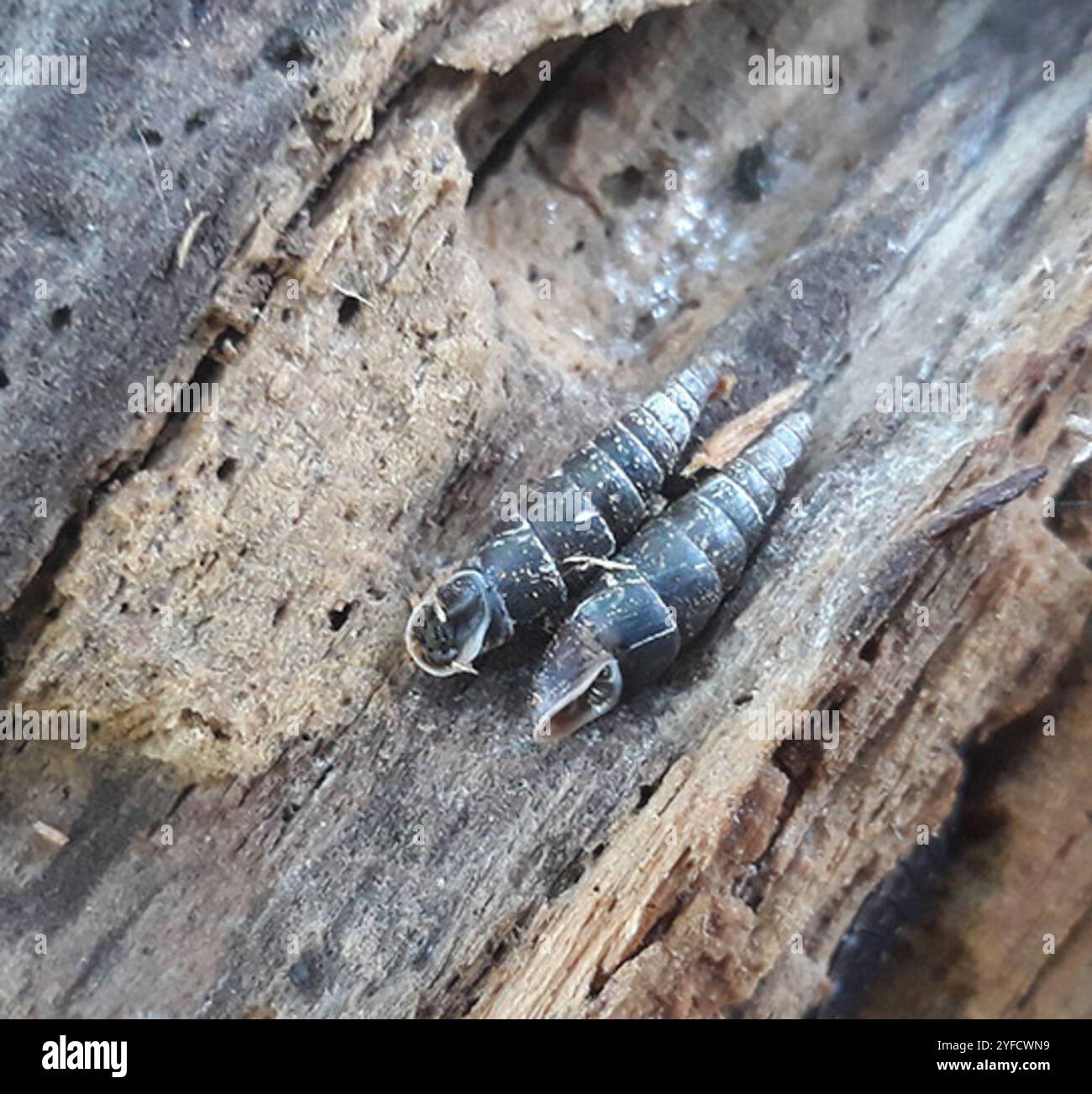 Escargot de porte tressé (Cochlodina laminata) Banque D'Images