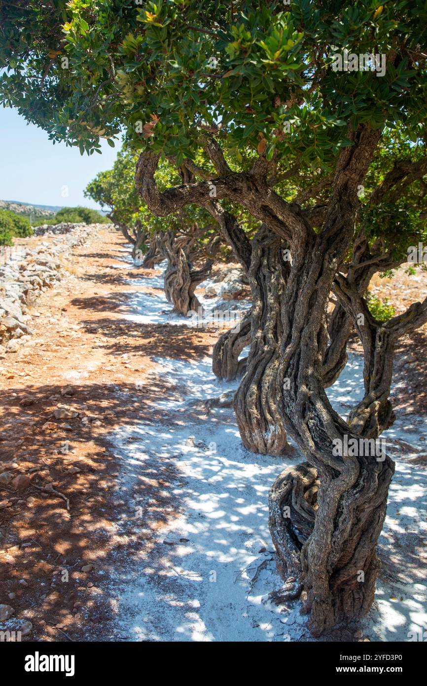 La résine de gomme de mastic coule de l'arbre de mastic. Île de Chios - Grèce Banque D'Images