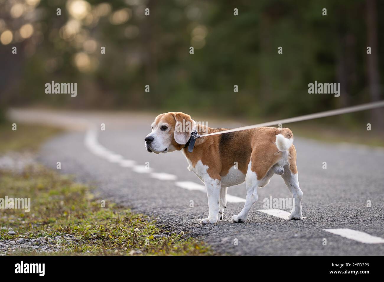 Gros plan d'un beagle tricolore debout sur la route forestière. Chien beagle tricolore debout sur la route forestière. Portrait d'un chien beagle. Photo extérieure. Banque D'Images