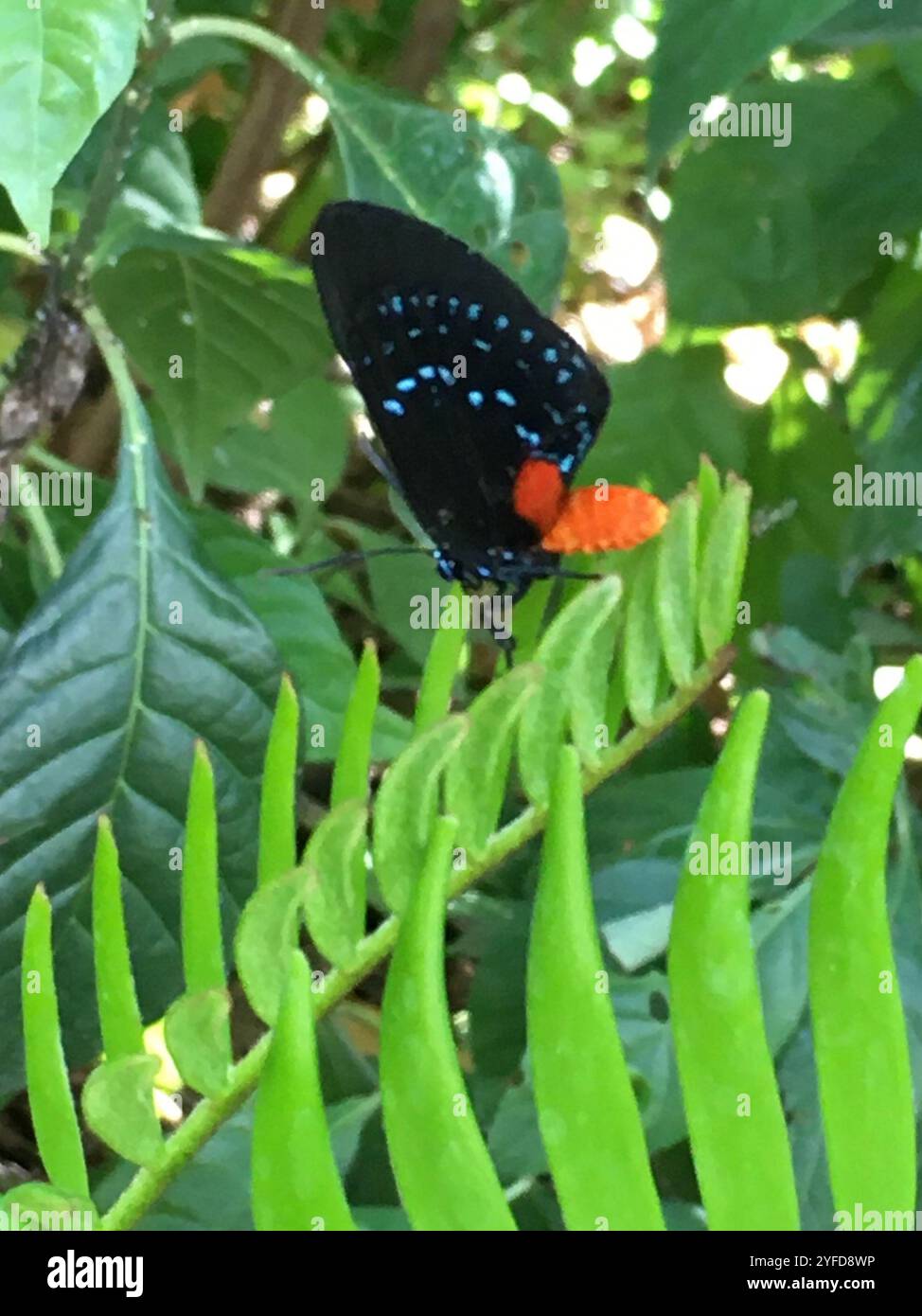 Atala (Eumaeus atala) Banque D'Images Atala (Eumaeus atala) Banque D'Images