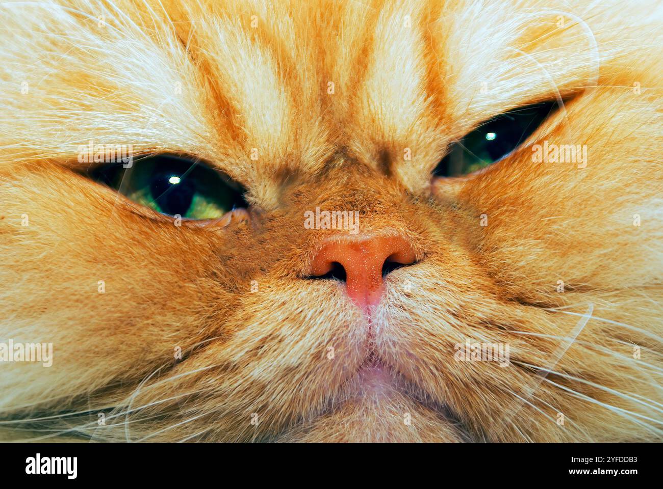 Portrait d'un beau chat persan, Un chat très semblable à Garfield. Banque D'Images