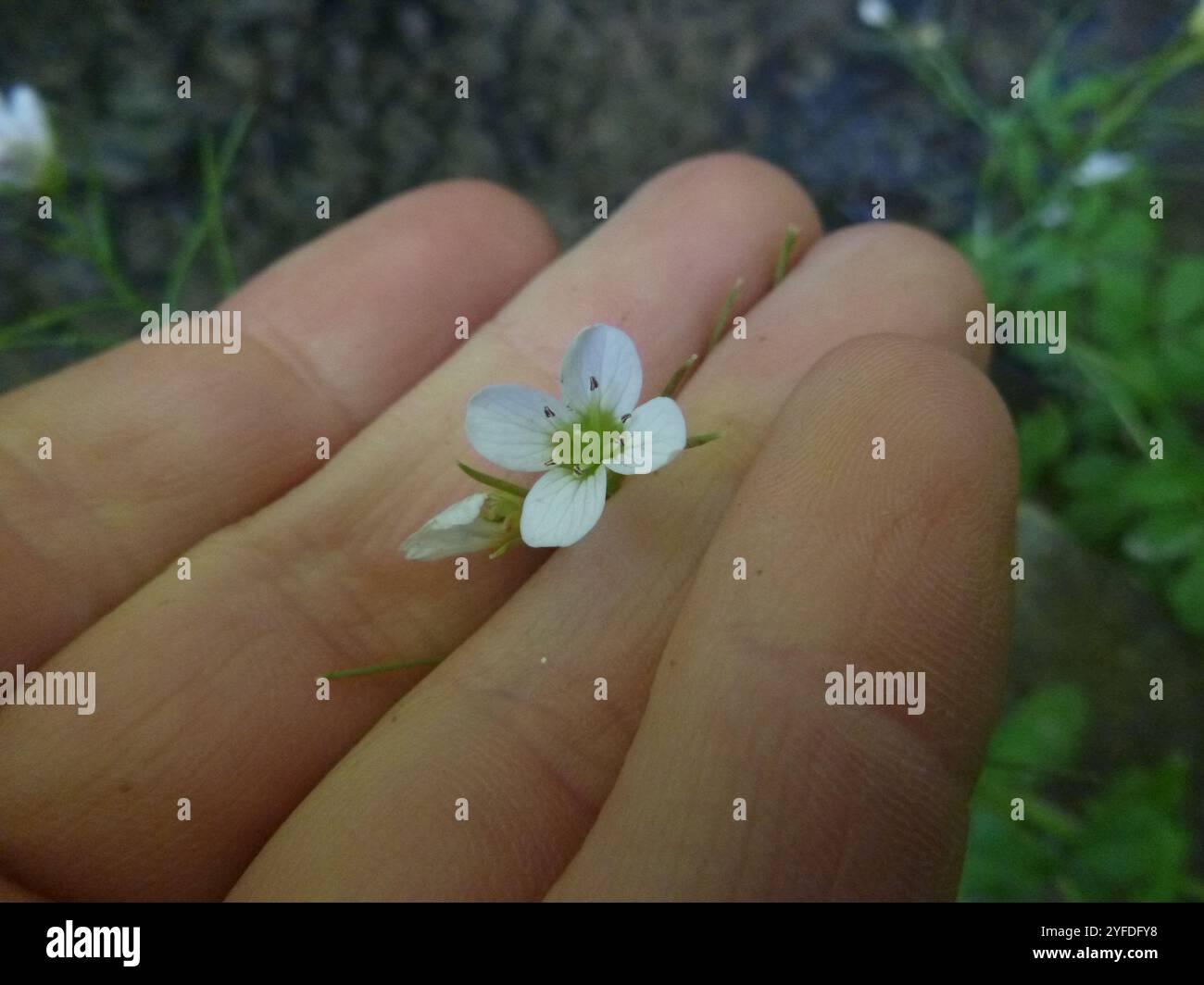 (Cardamine amara amara) Banque D'Images