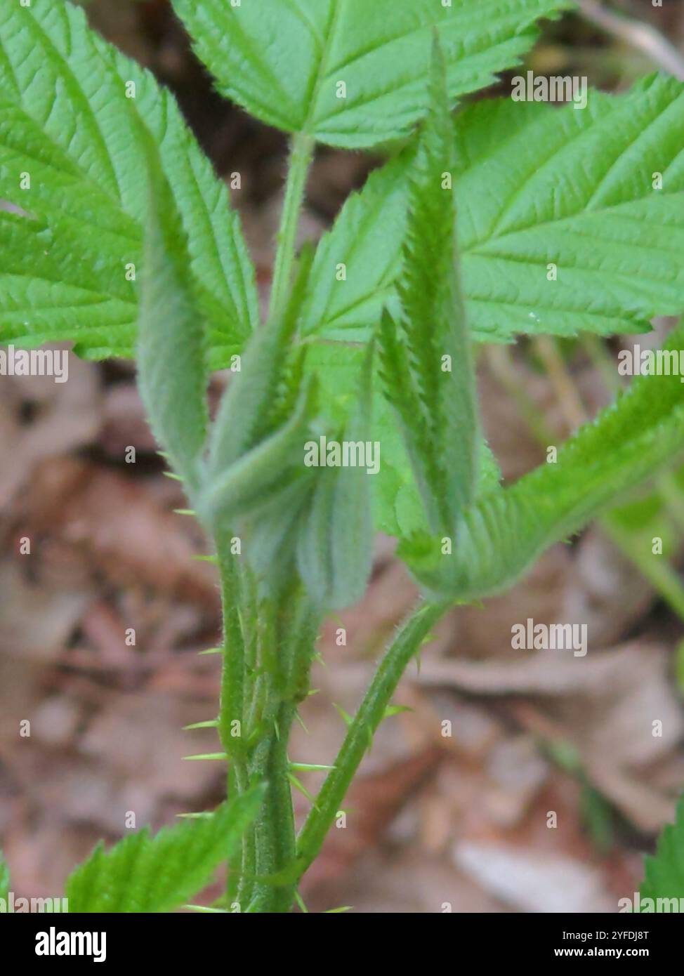 mûre d'Allegheny (Rubus allegheniensis) Banque D'Images