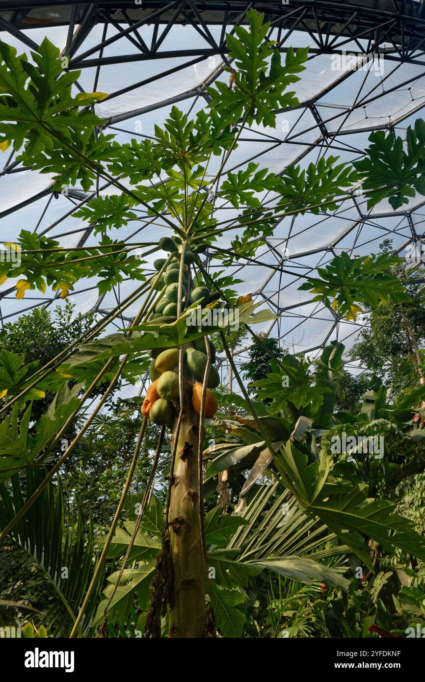 Fruit de l'arbre Pawpaw / Papaya (Carica papaya) dans le dôme du biome de la forêt tropicale au projet Eden, Cornwall, Royaume-Uni, mars. Banque D'Images