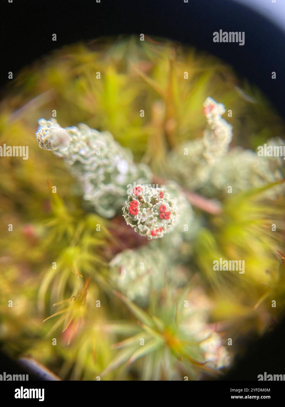 Soldats jouets (Cladonia bellidiflora) Banque D'Images