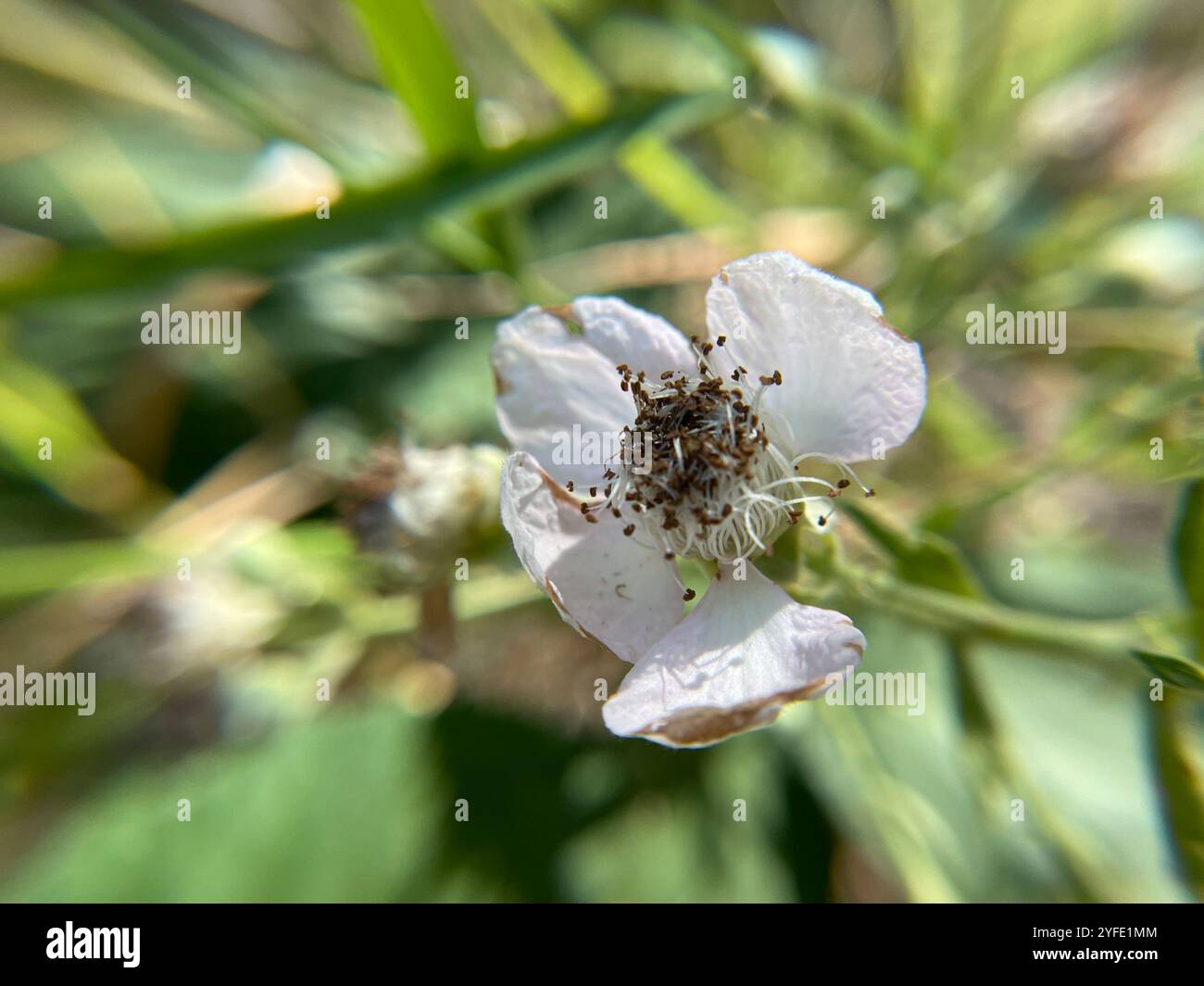 Mûre arménienne (Rubus armeniacus) Banque D'Images