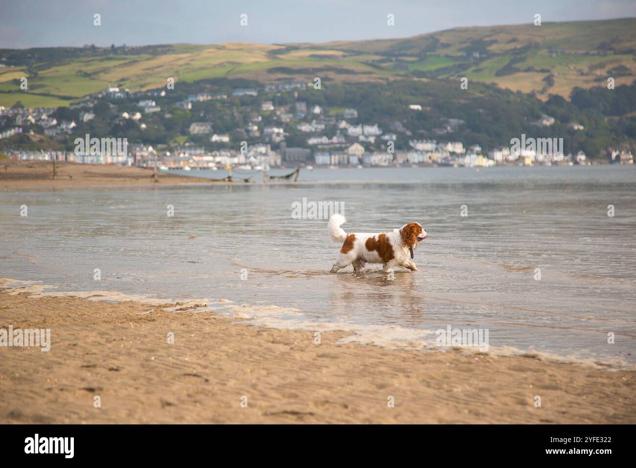 Chien spaniel jouant dans la mer sur une plage britannique. Banque D'Images