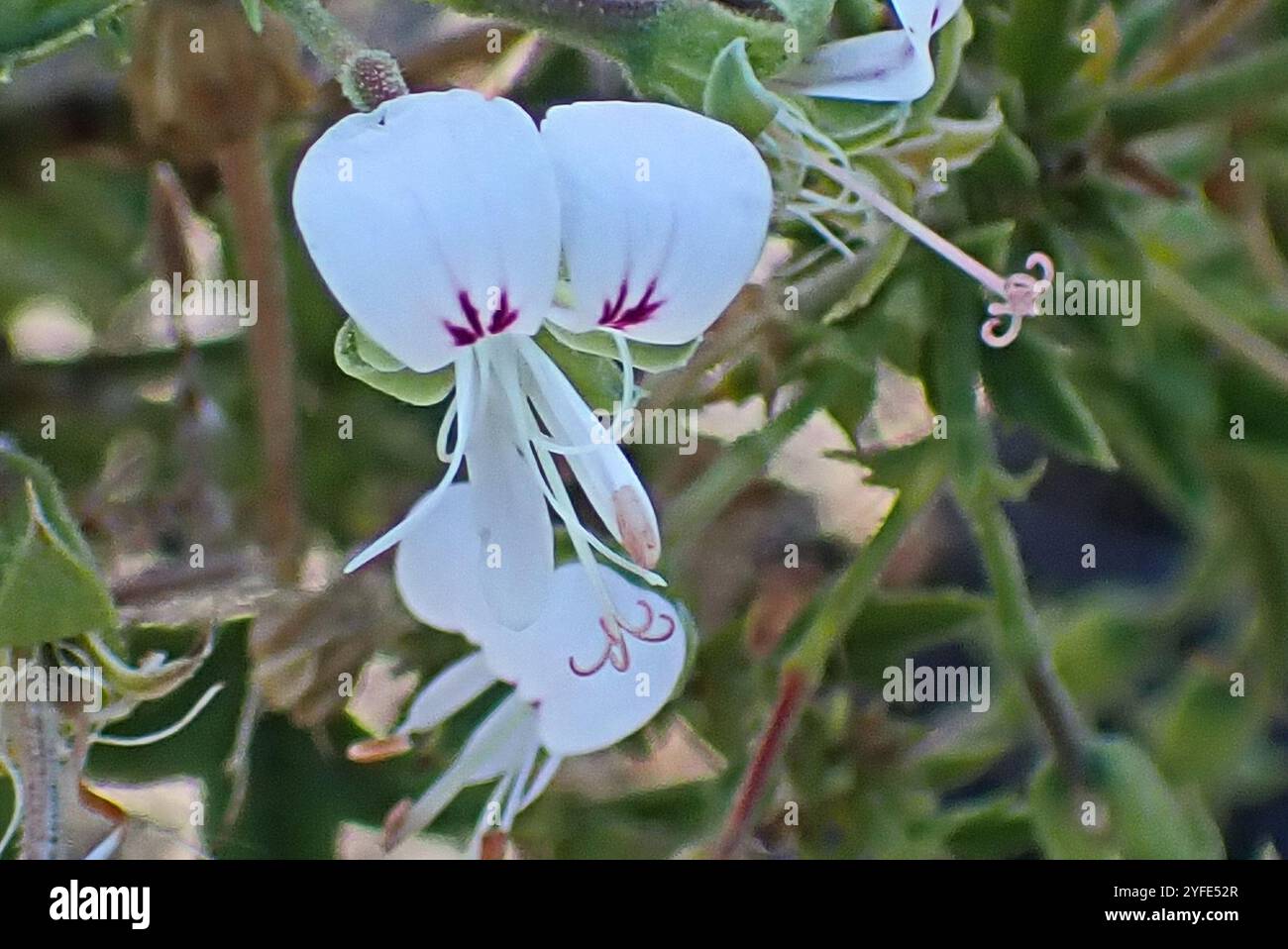 Storksbill (Pelargonium ribifolium) Banque D'Images