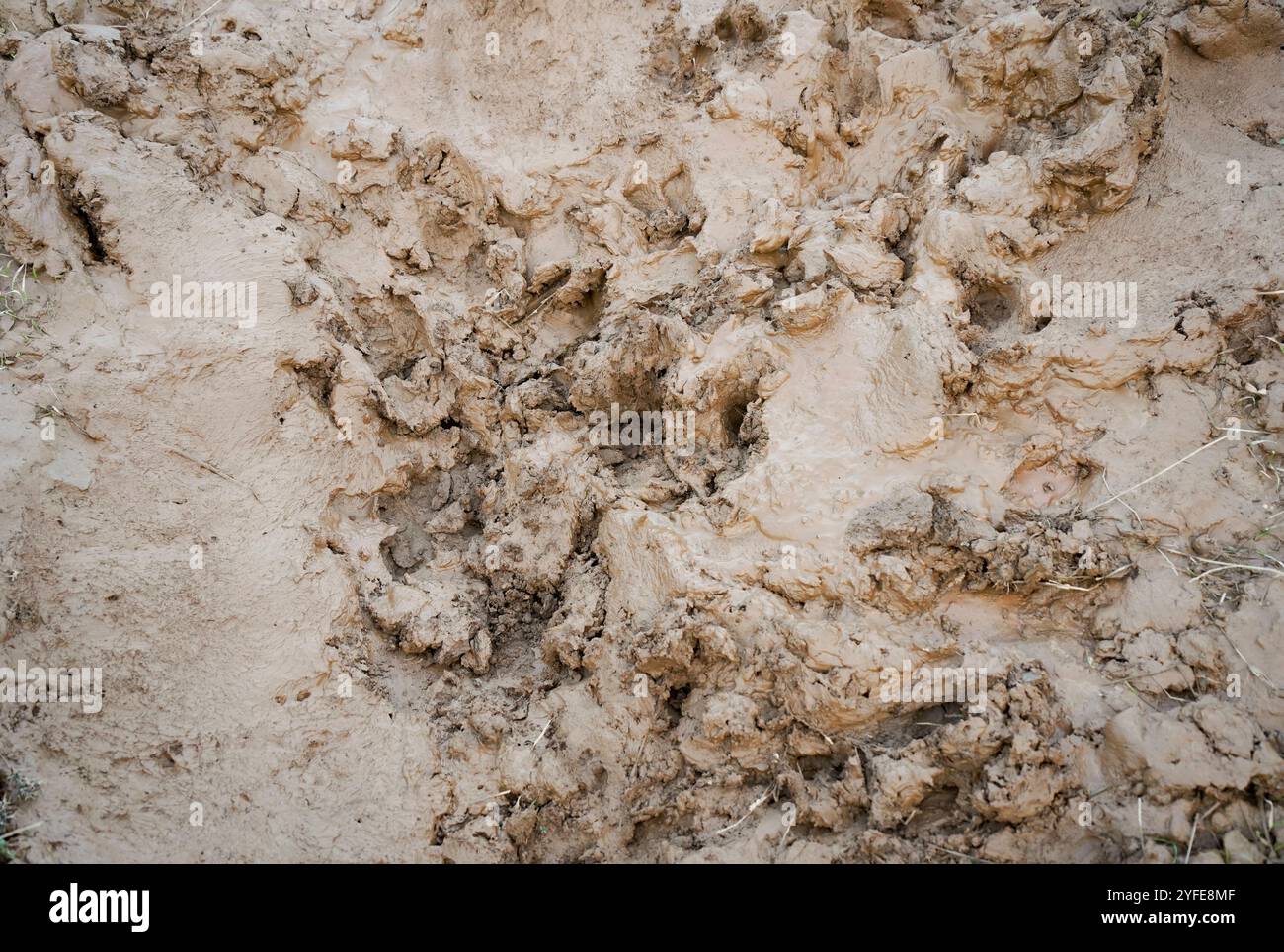 Boue Puddle avec des traces de sanglier sauvage sur une route rurale après de fortes pluies, Espagne. Banque D'Images