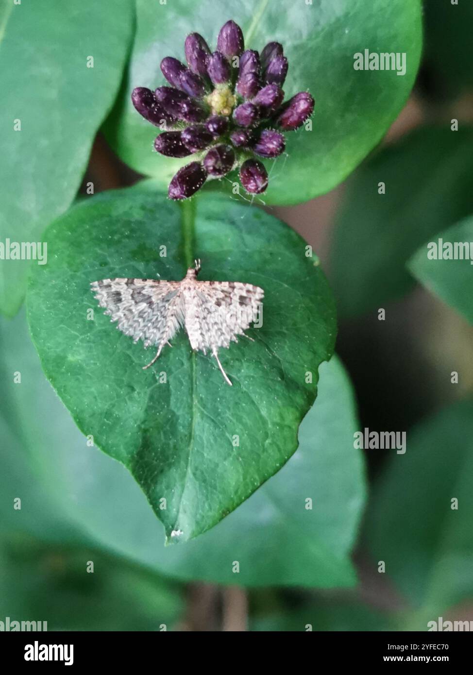 Vingt-plume Moth (Alucita hexadactyla) Banque D'Images