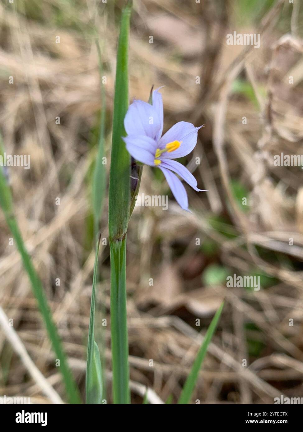 Herbe aux yeux bleus des prairies (Sisyrinchium campestre) Banque D'Images