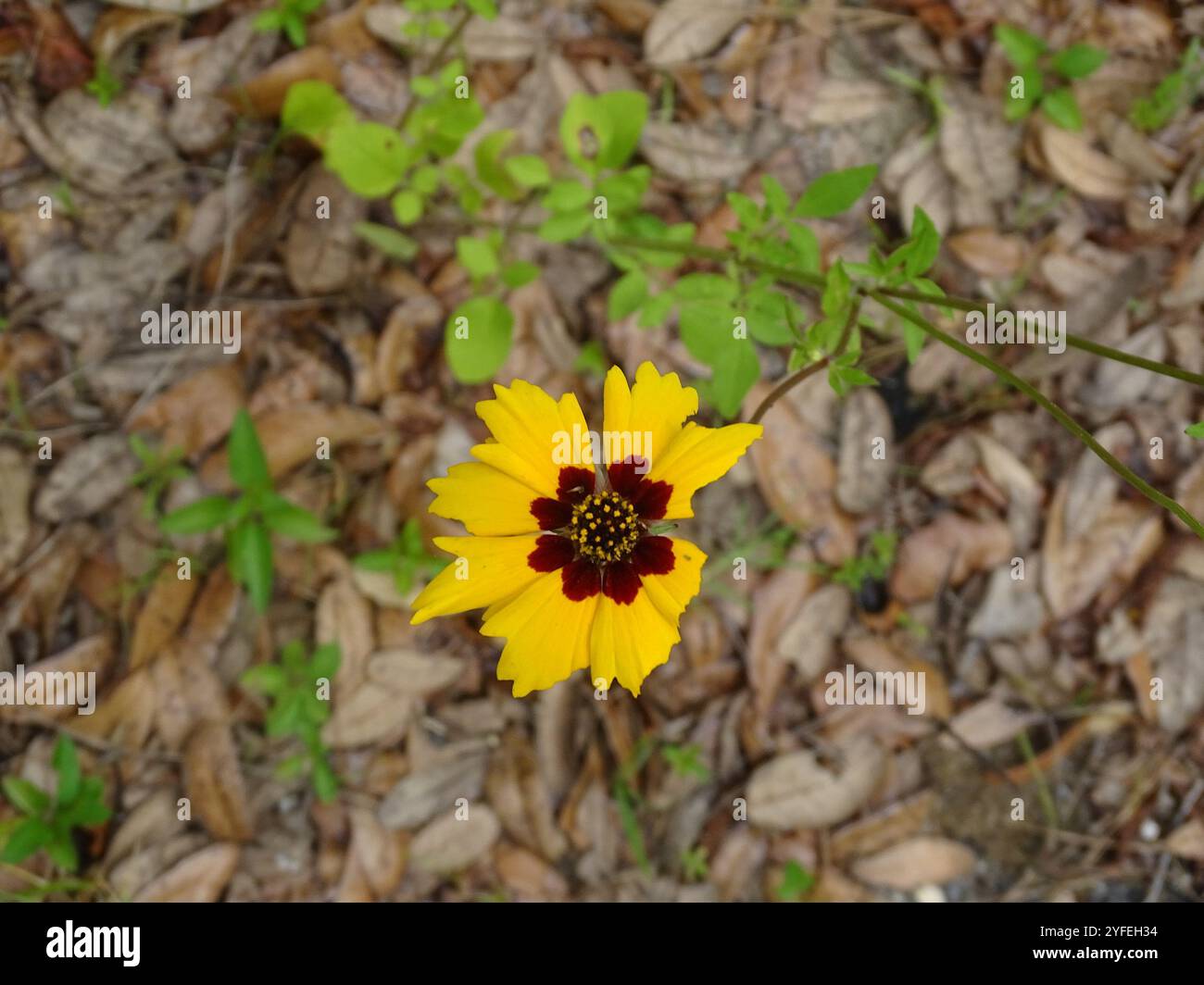 Graine dorée (Coreopsis basalis) Banque D'Images