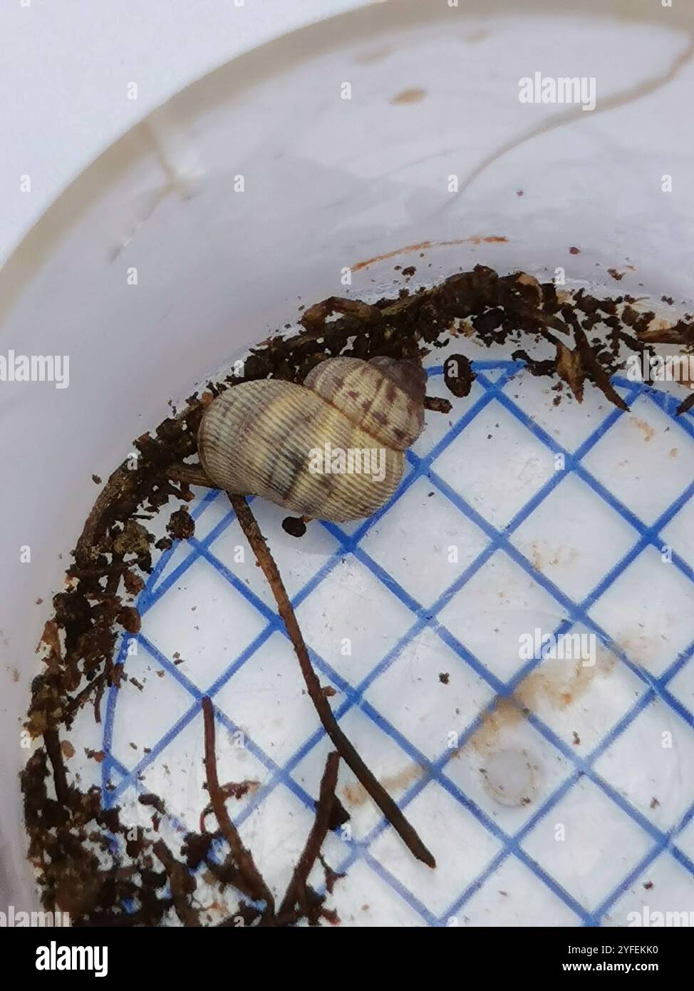 Escargot à bouche ronde (Pomatias elegans) Banque D'Images