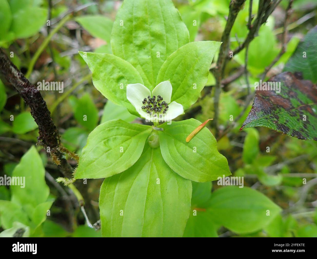 Bunchberry de l'Ouest (Cornus unalaschkensis) Banque D'Images