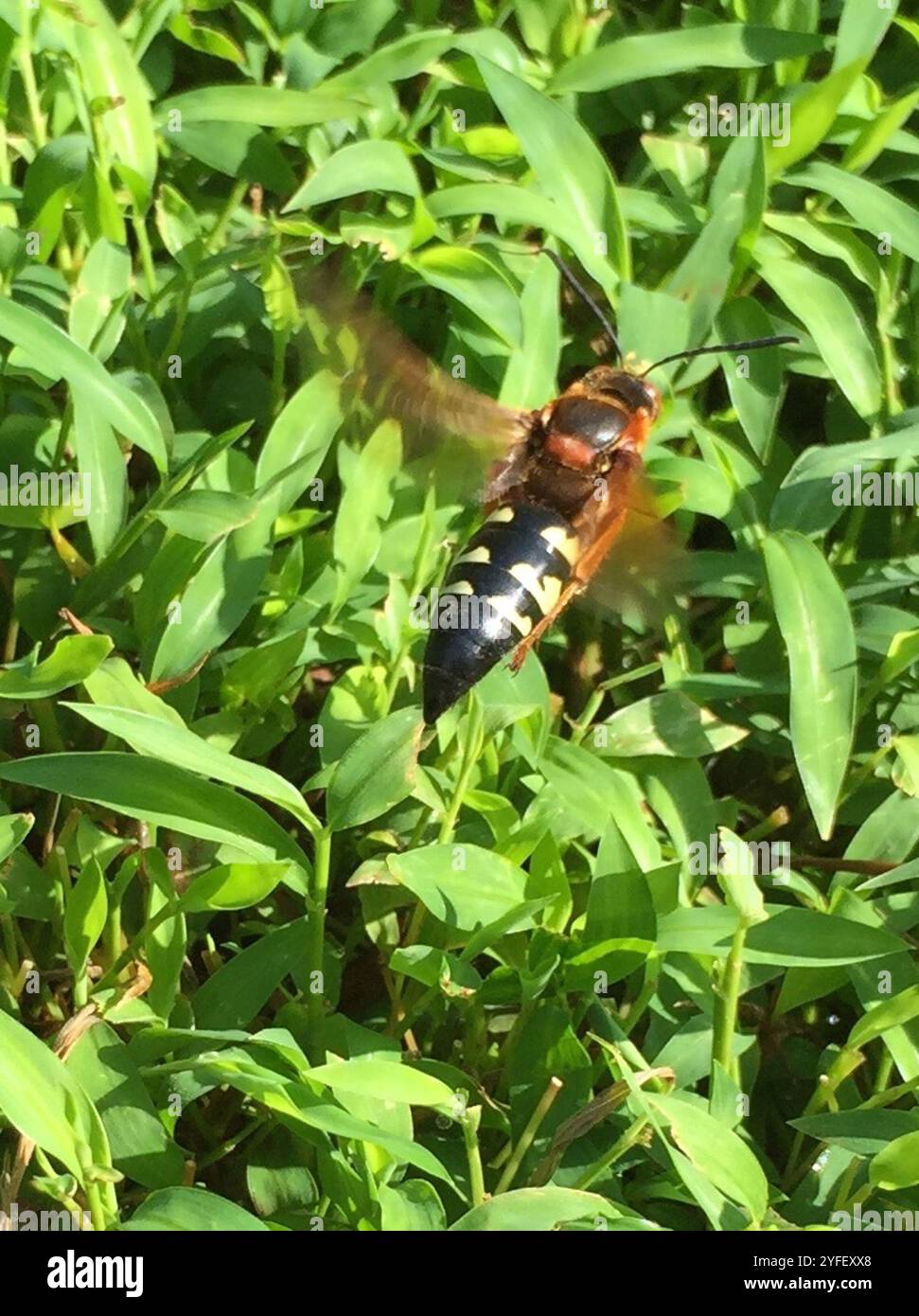 Guêpe tueuse de Cicada orientale (Sphecius speciosus) Banque D'Images