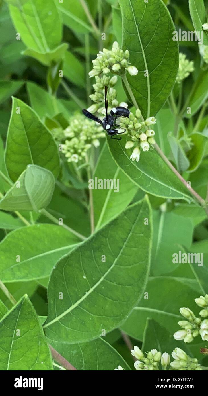 Guêpe de maçon à quatre dents (Monobia quadridens) Banque D'Images
