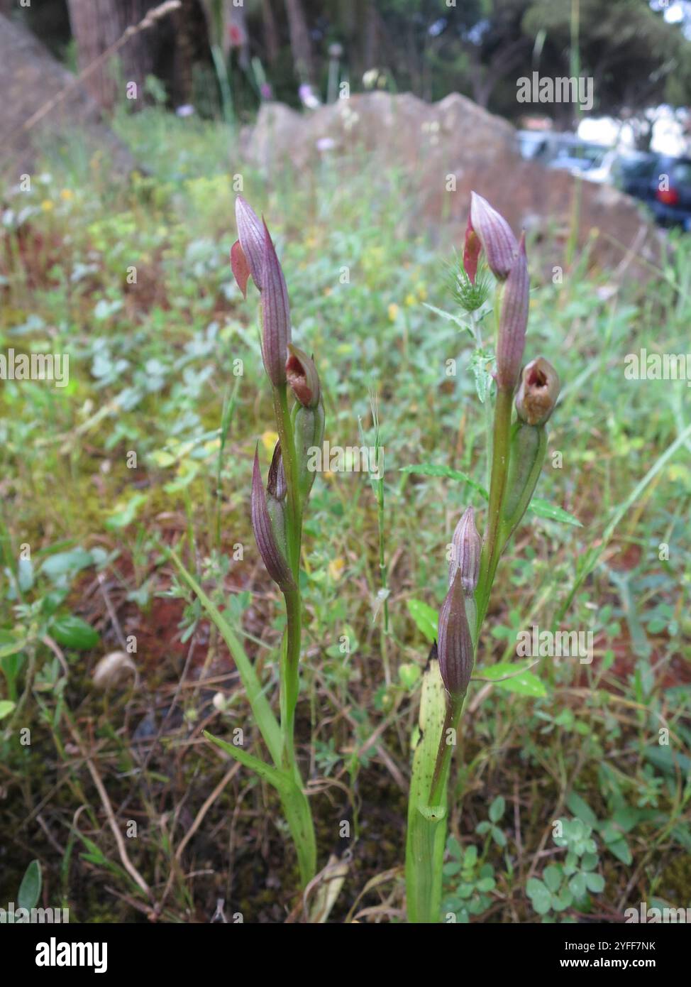 Orchidée de langue inférieure (Serapias parviflora) Banque D'Images