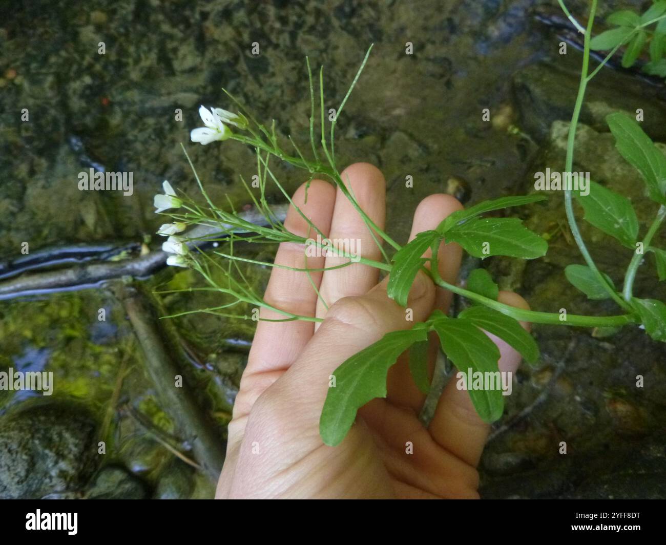 (Cardamine amara amara) Banque D'Images