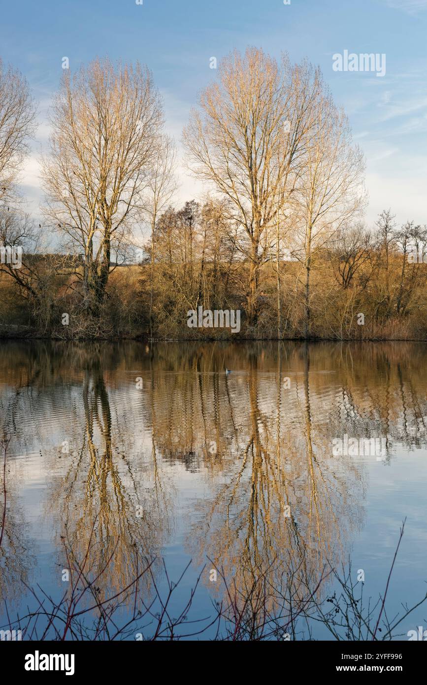 Arbres reflétés dans le lac Brockbank au crépuscule, dans la réserve naturelle Langford Lakes du Wiltshire Wildlife Trust, Wylye Valley, Wiltshire, Royaume-Uni, janvier. Banque D'Images